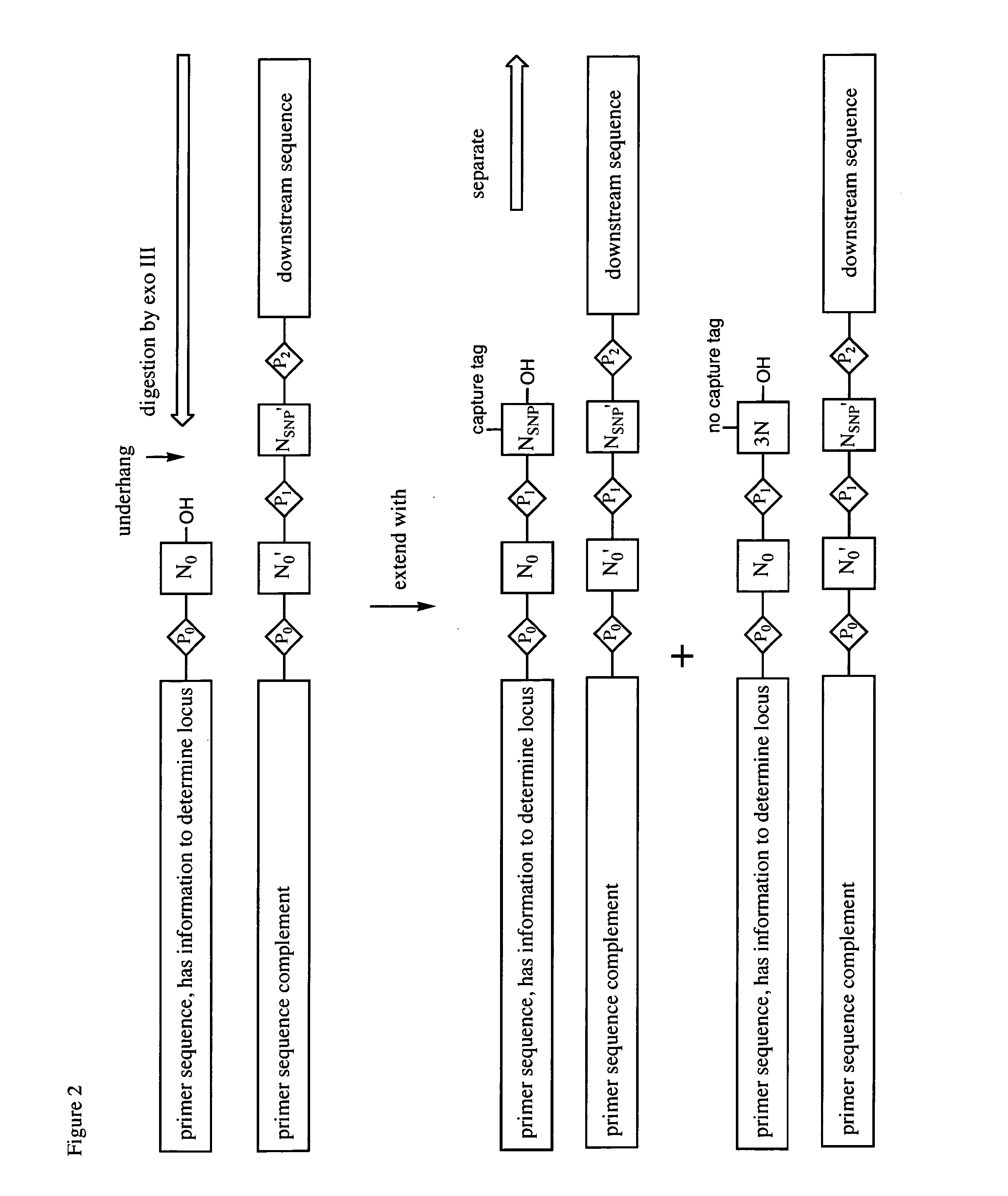 Differential detection of single nucleotide polymorphisms