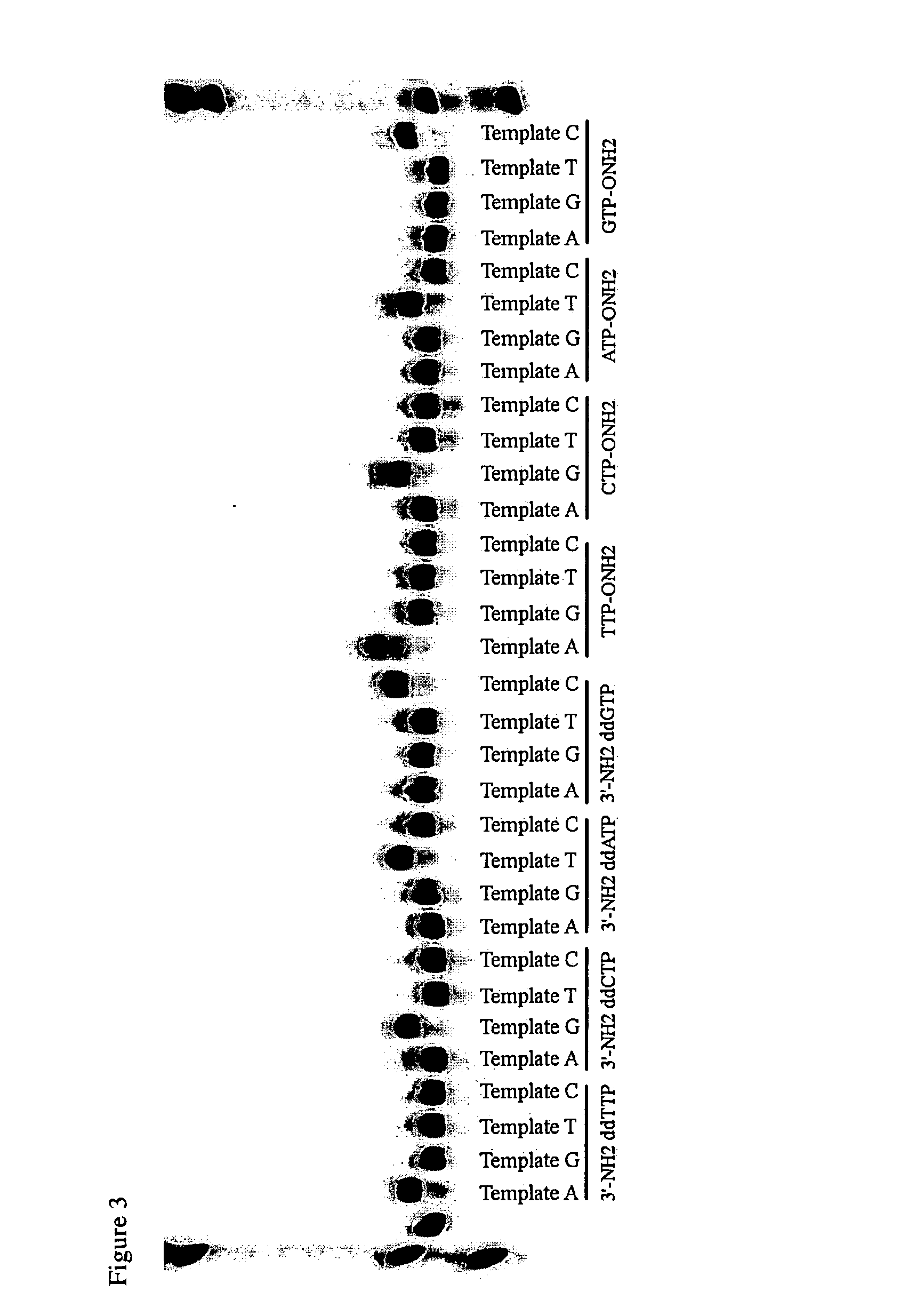 Differential detection of single nucleotide polymorphisms