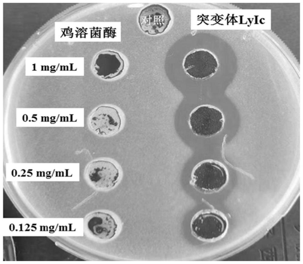 Bacteriostatic protein and encoding gene and application thereof and strain method