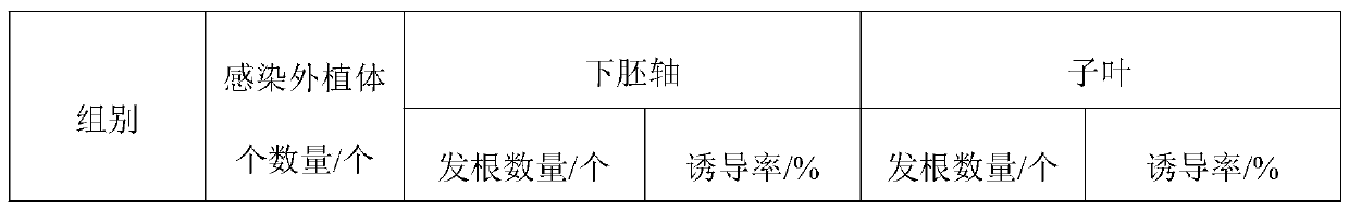 Method for quickly inducing carthami flos hairy roots