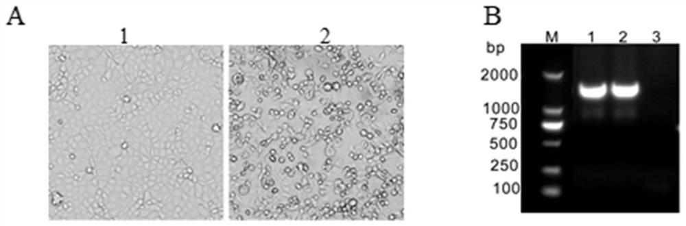 A chimeric recombinant vaccine strain of porcine reproductive and respiratory syndrome and its application