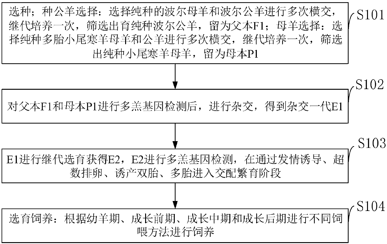 Breeding method of novel high-breeding performance breeding sheep