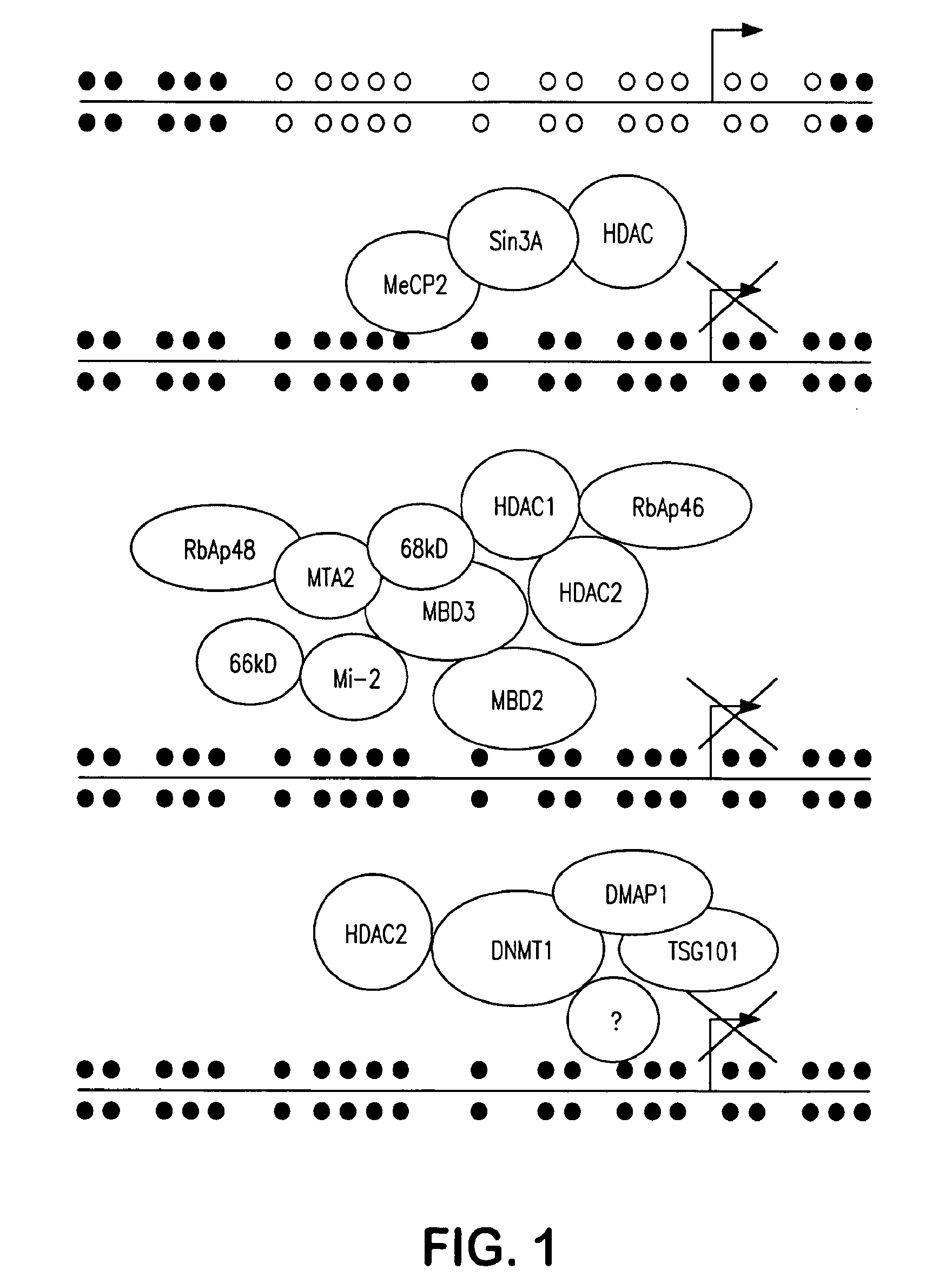 Agents for reversing epigenetic silencing of genes