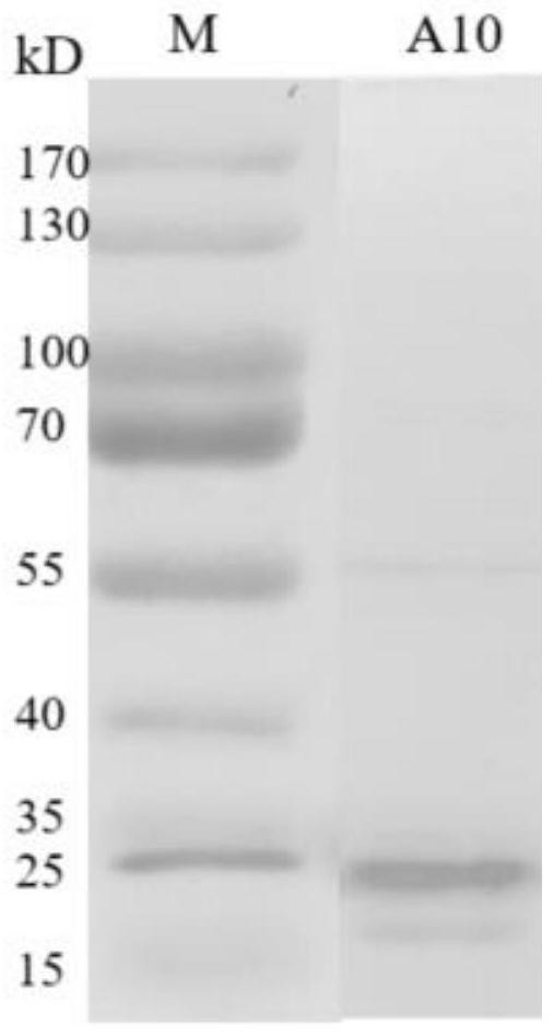 Protein A10 with arsenite and methyl arsenite combining capacity, engineering strain containing protein gene and application