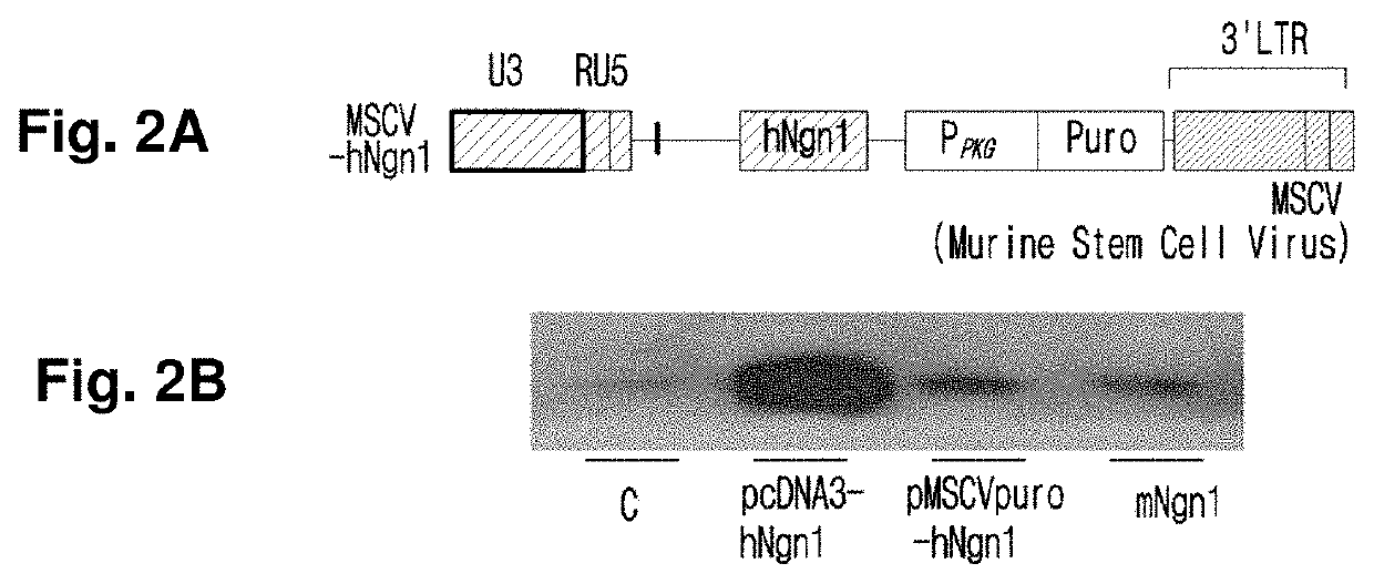 Adult Stem Cell Line Introduced with Hepatocyte Growth Factor Gene and Neurogenic Transcription Factor Gene with Basic Helix-Loop-Helix Motif and Uses Thereof