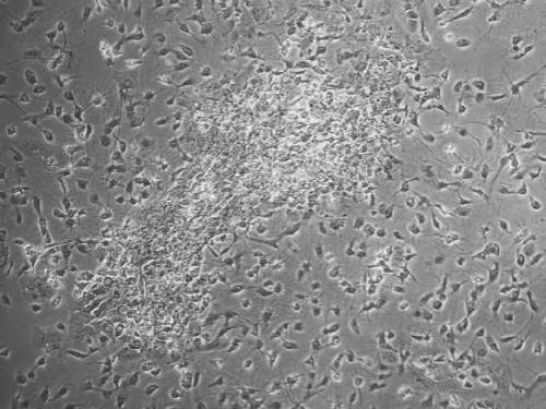 Method for separating and culturing olfactory ensheathing cells of mice