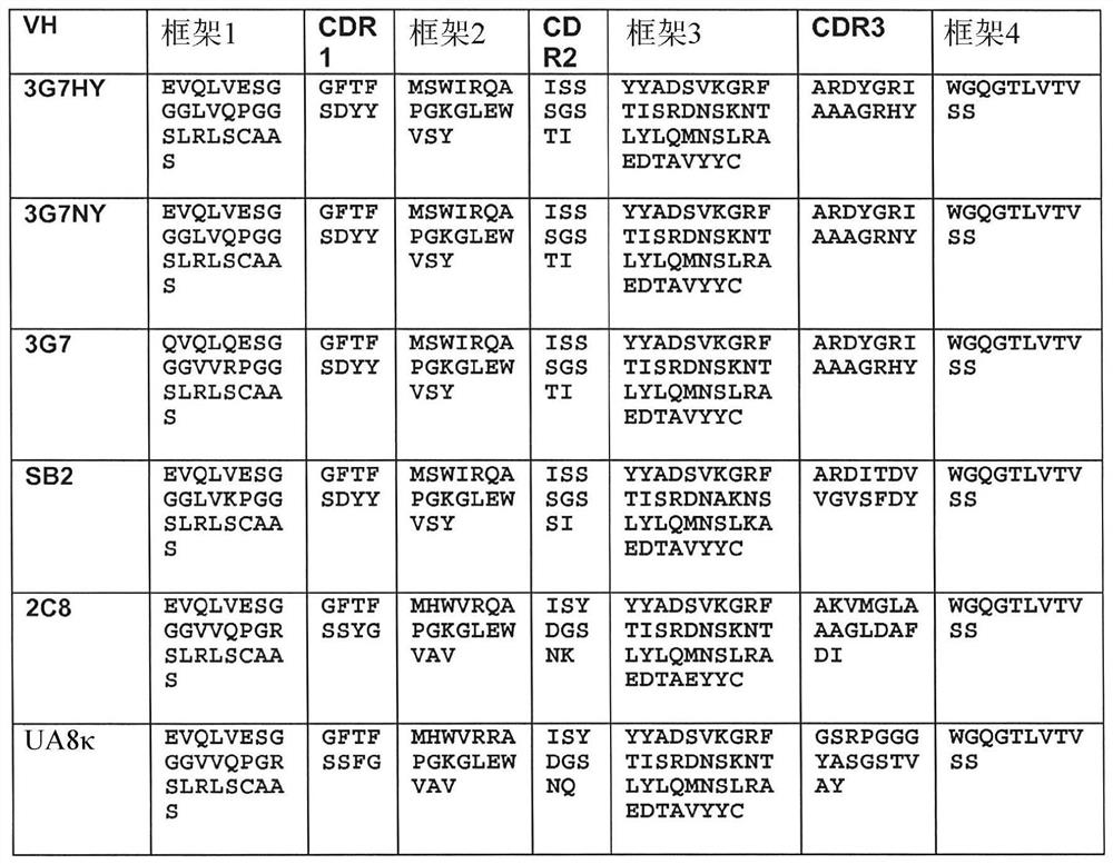 Macropinocytosis of human anti-CD46 antibody and targeted cancer therapy