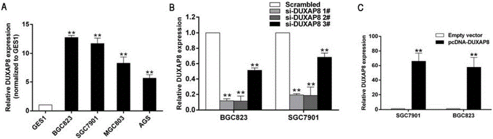 Long non-coding RNA (lncRNA) and application thereof to diagnosis/treatment of gastric cancers