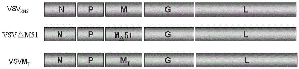 Building and application of M protein three-amino acid site-mutated vesicular stomatitis virus (VSV) carrier for pigs