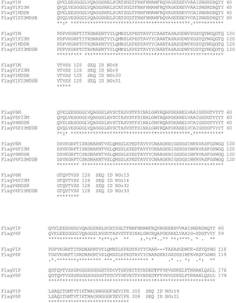 Anti-campylobacter jejuni antibodies and uses therefor