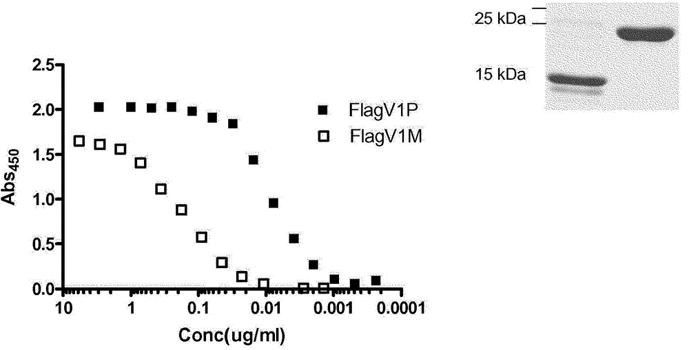 Anti-campylobacter jejuni antibodies and uses therefor