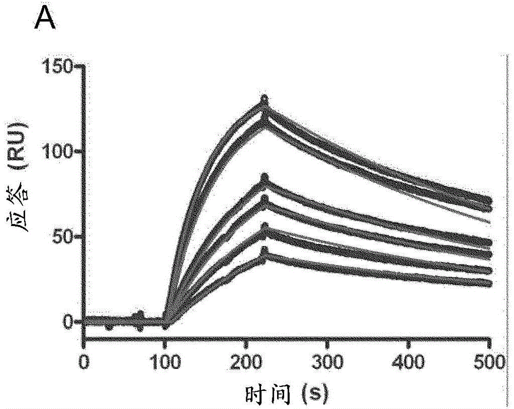 Anti-campylobacter jejuni antibodies and uses therefor