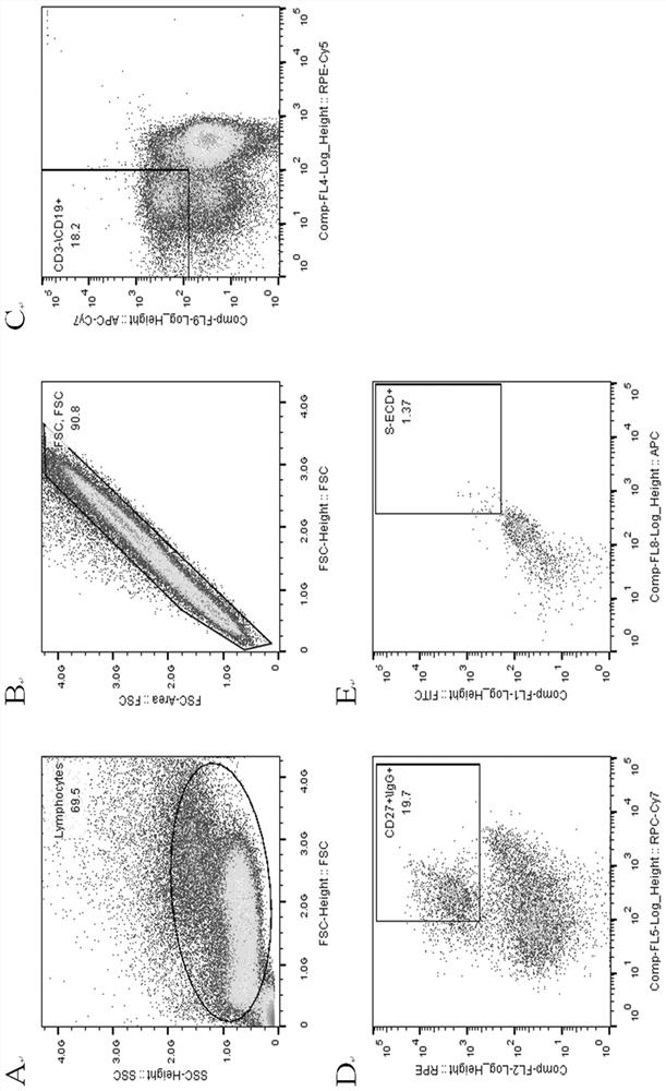 Anti-SARS-CoV-2 completely-humanized broadly-neutralizing antibody ZWC12 and application thereof