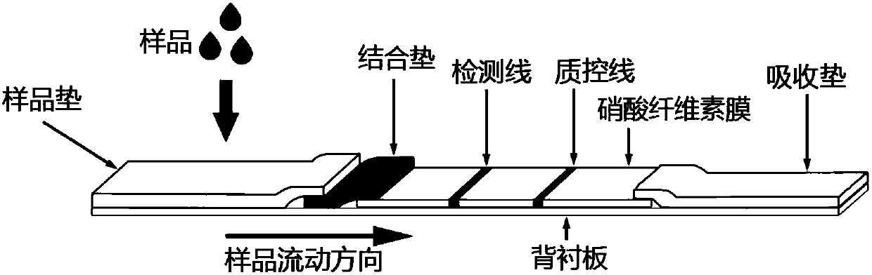 Immunochromatographic test strip, and production method and application thereof