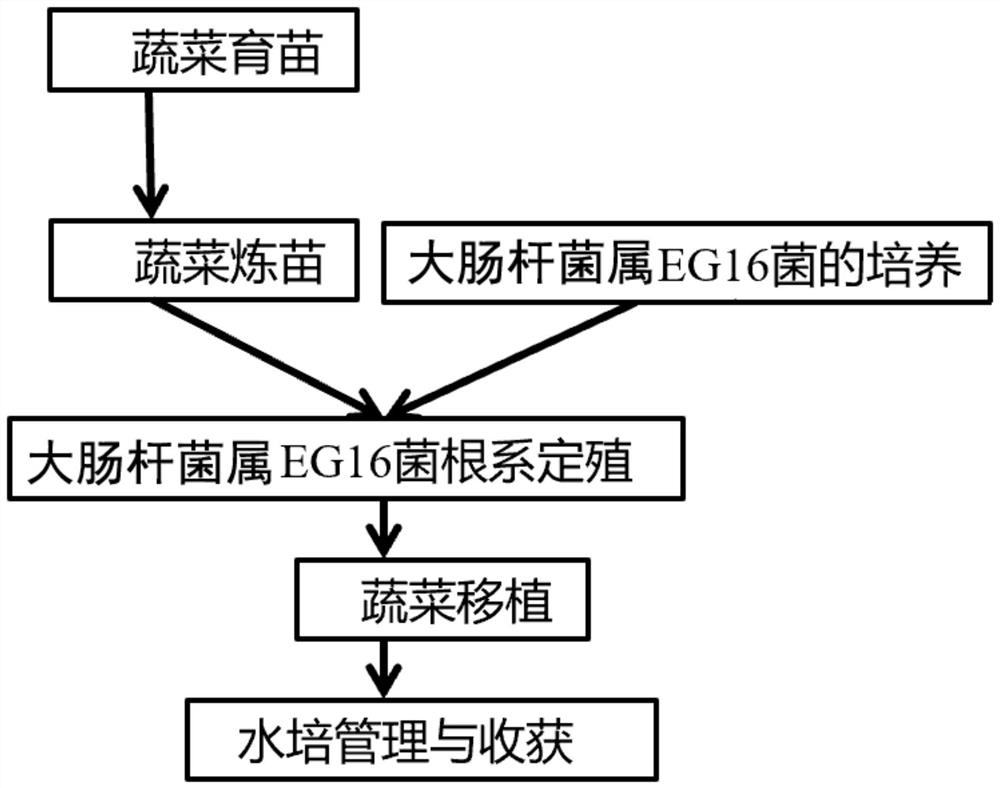 A kind of microbe-enhanced selenium-enriched vegetable hydroponic method and its application