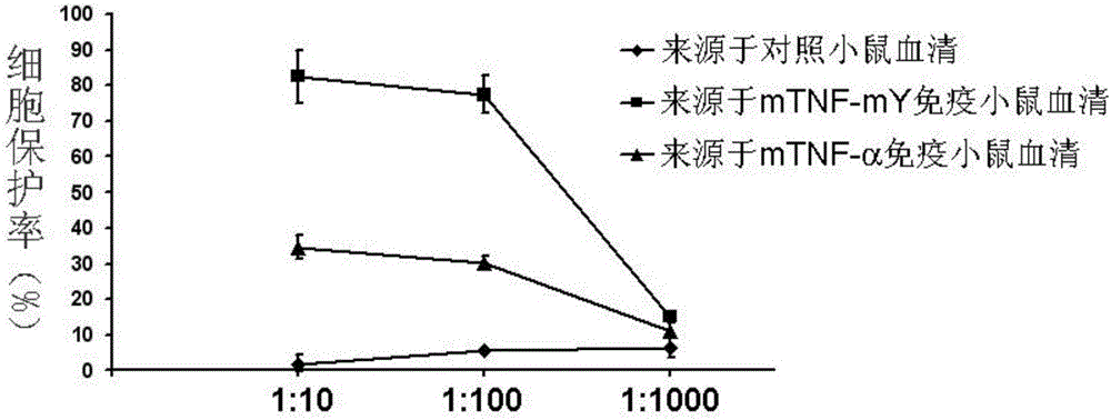 Protein vaccine aiming at tumor necrosis factor alpha and applications of protein vaccine