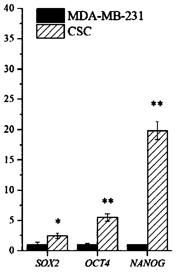 Polypeptide capable of specifically targeting triple-negative breast cancer stem cells and application thereof