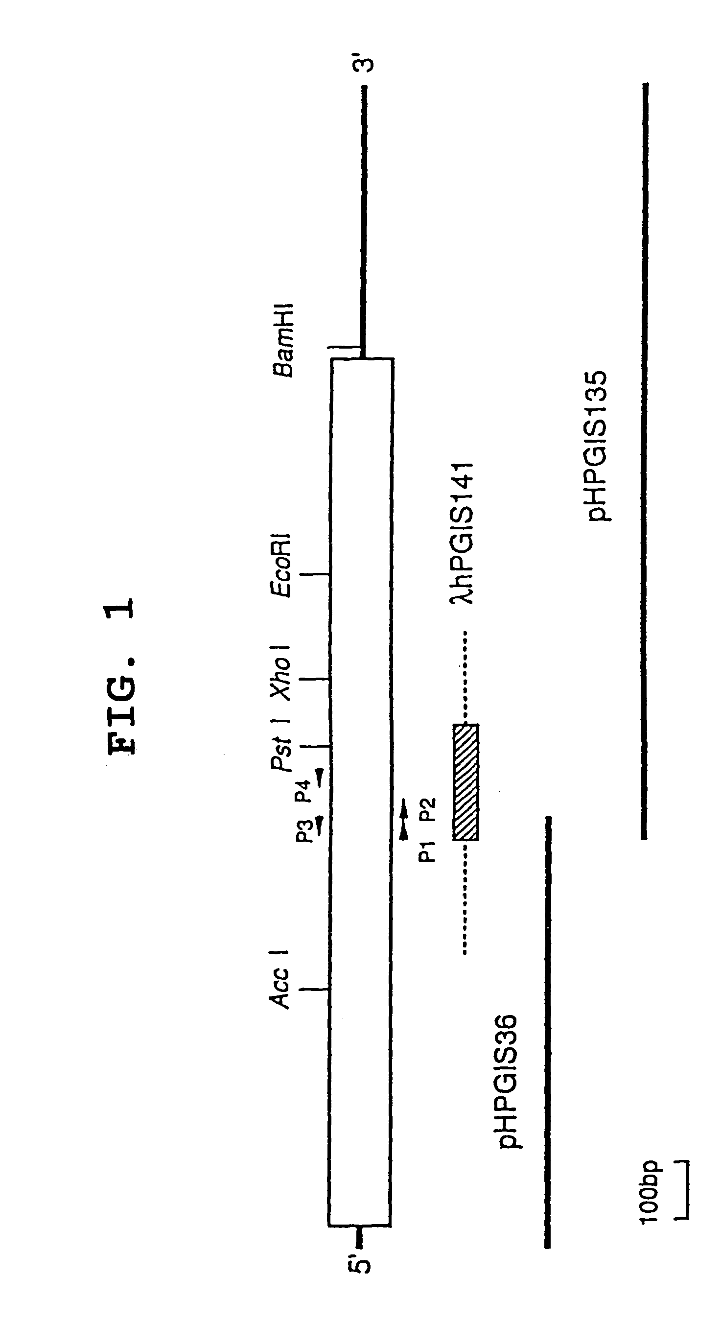 Antibodies specific to human prostacyclin synthase