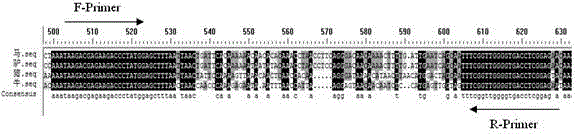 Primer and probe composition for distinguishing various animal sources in colla corii asini, kit and multiple real-time fluorescence quantification PCR detection method