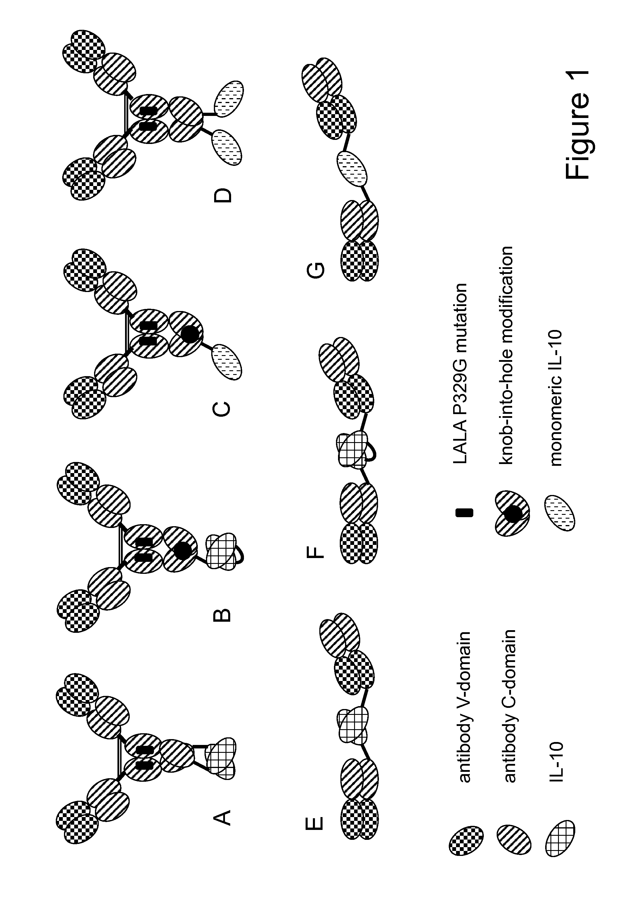 Interleukin-10 fusion proteins