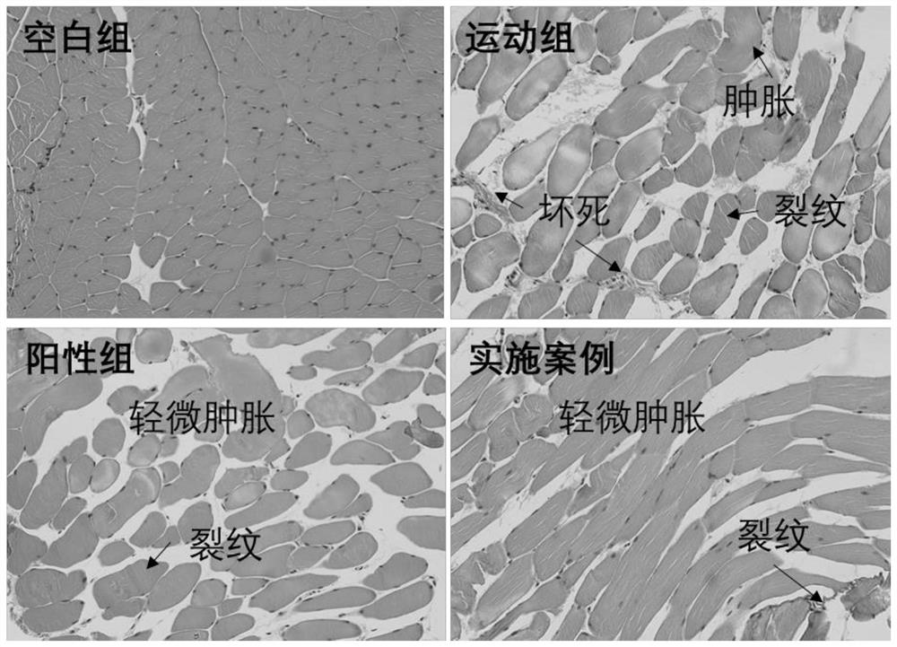 A medicinal and edible homologous composition for enhancing muscle performance and relieving exercise-induced fatigue