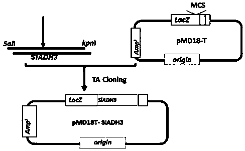 New Application of Tomato s-Nitrosoglutathione Reductase Gene