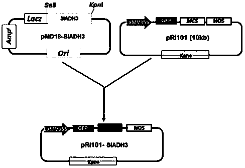 New Application of Tomato s-Nitrosoglutathione Reductase Gene