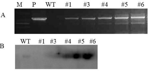 New Application of Tomato s-Nitrosoglutathione Reductase Gene