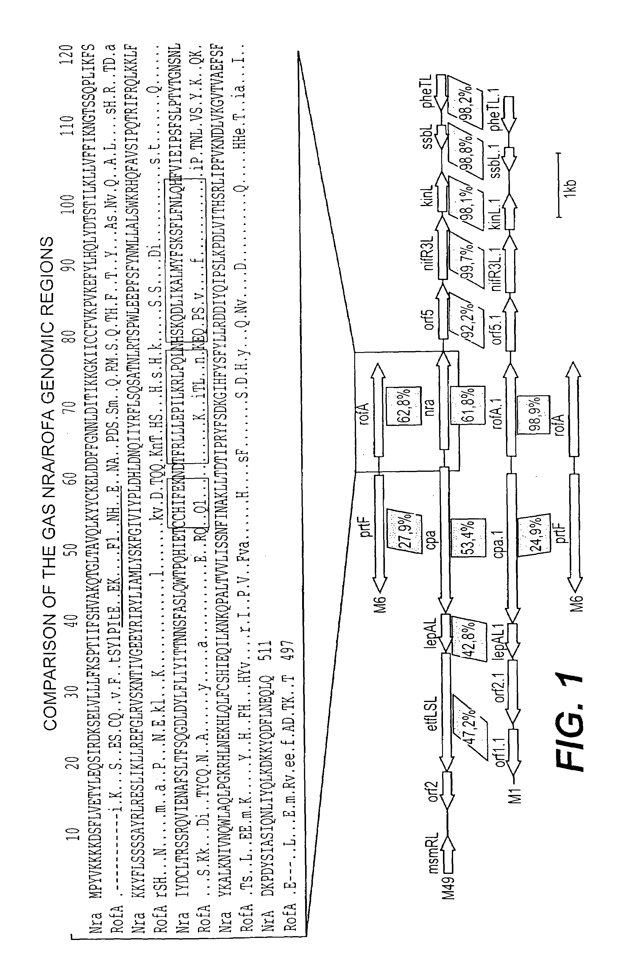 Collagen-binding proteins from Streptococcus pyogenes