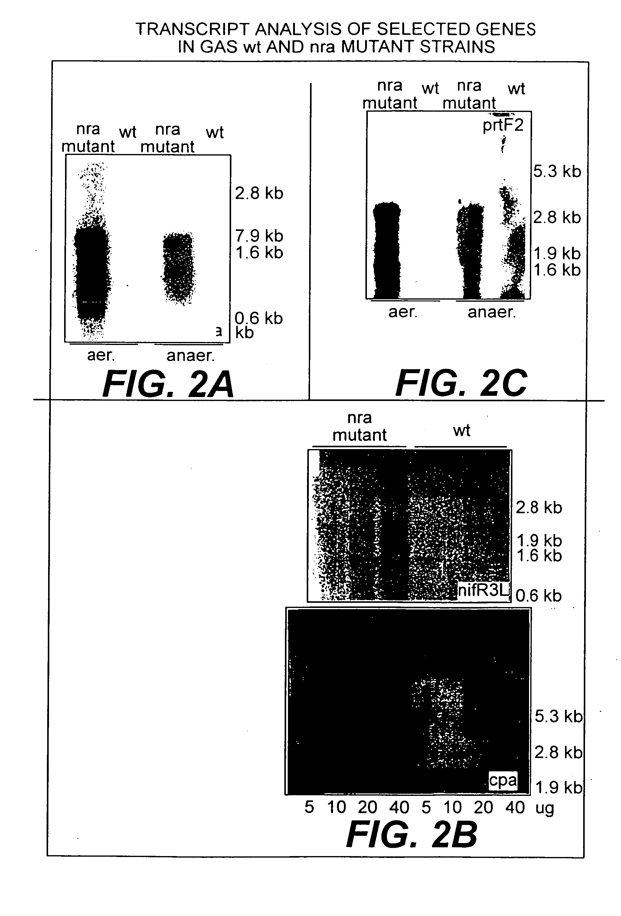 Collagen-binding proteins from Streptococcus pyogenes