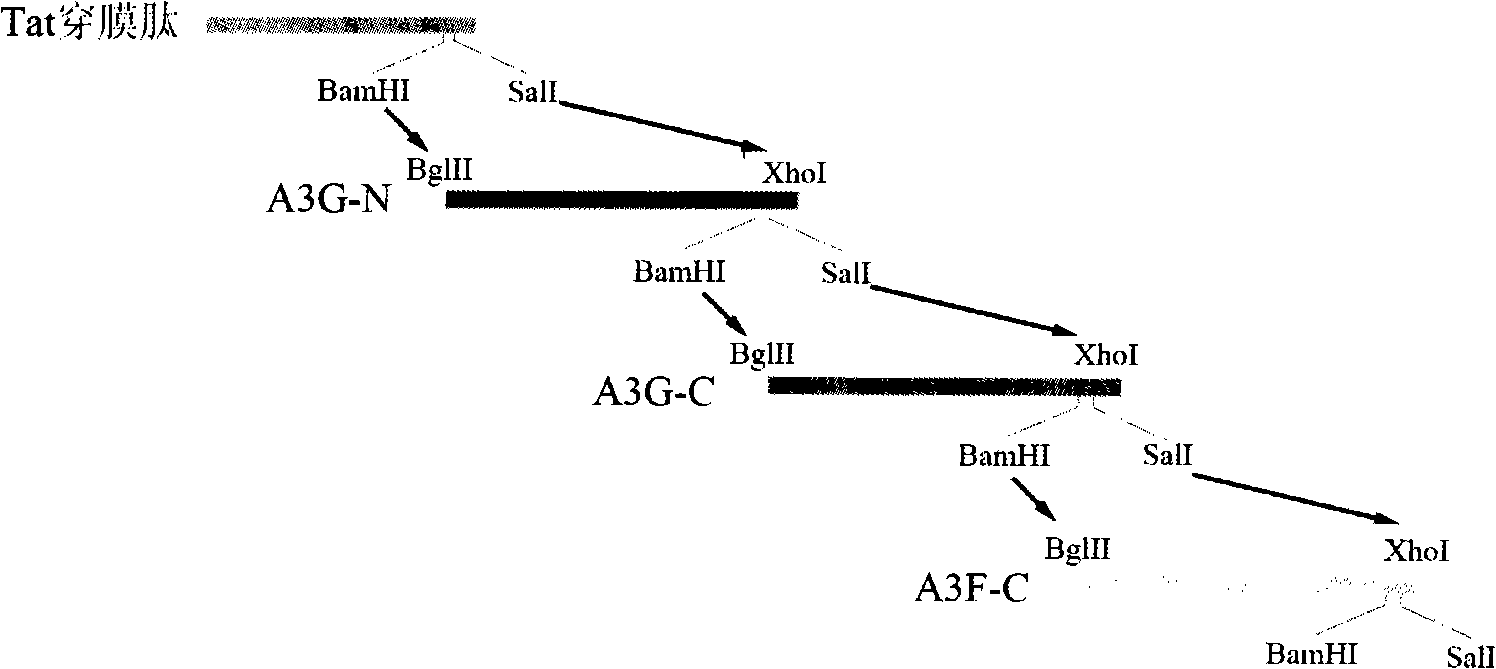 Antiviral protein and uses thereof