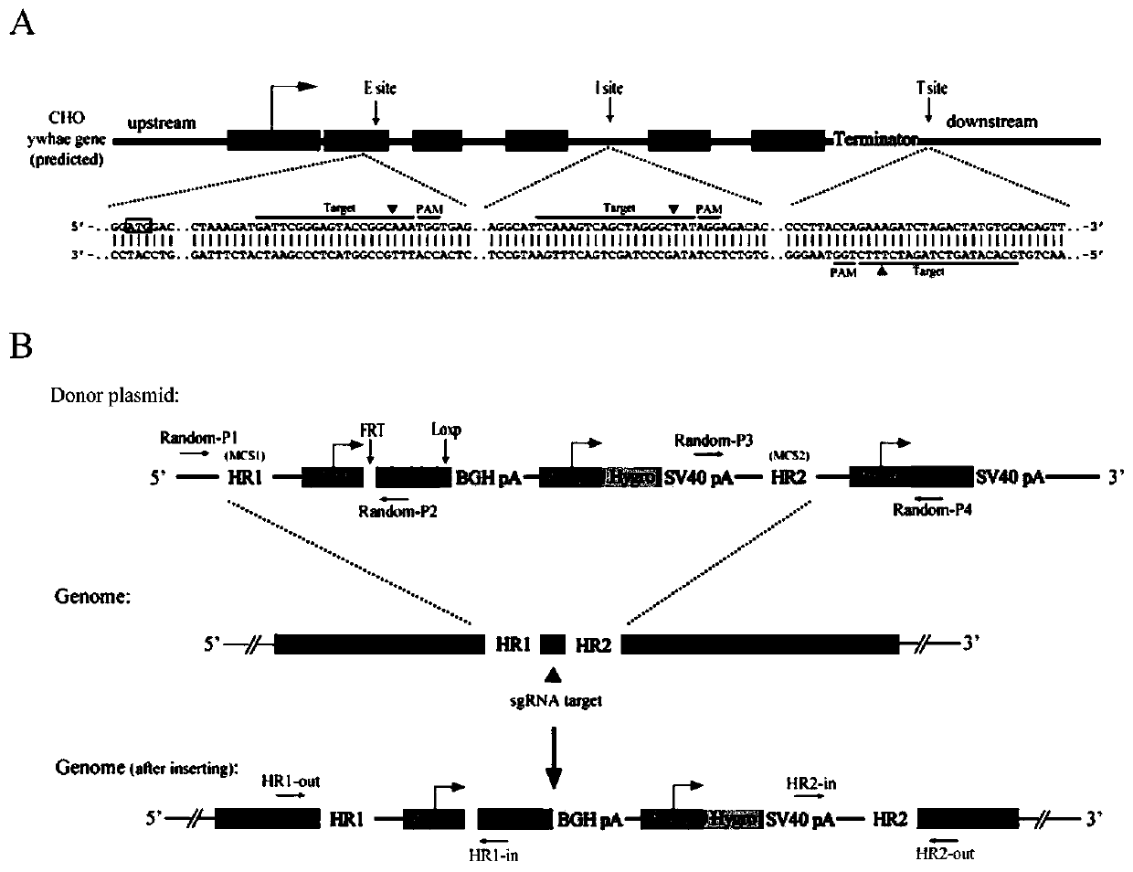 Cell strain for protein display and expression as well as preparation method and application thereof