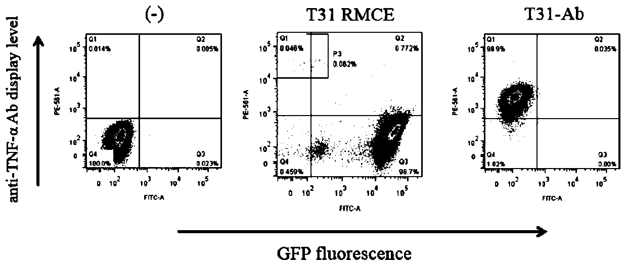 Cell strain for protein display and expression as well as preparation method and application thereof