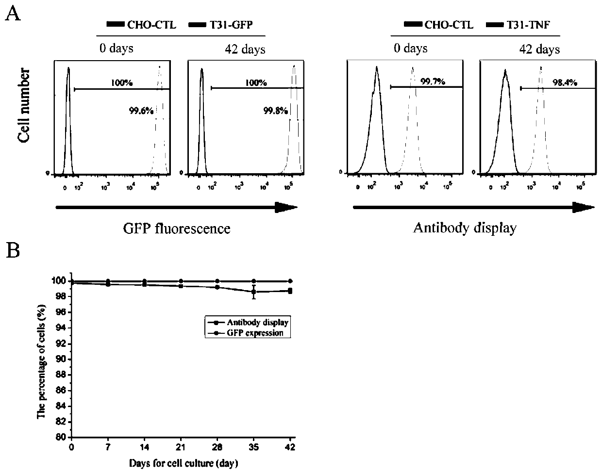 Cell strain for protein display and expression as well as preparation method and application thereof