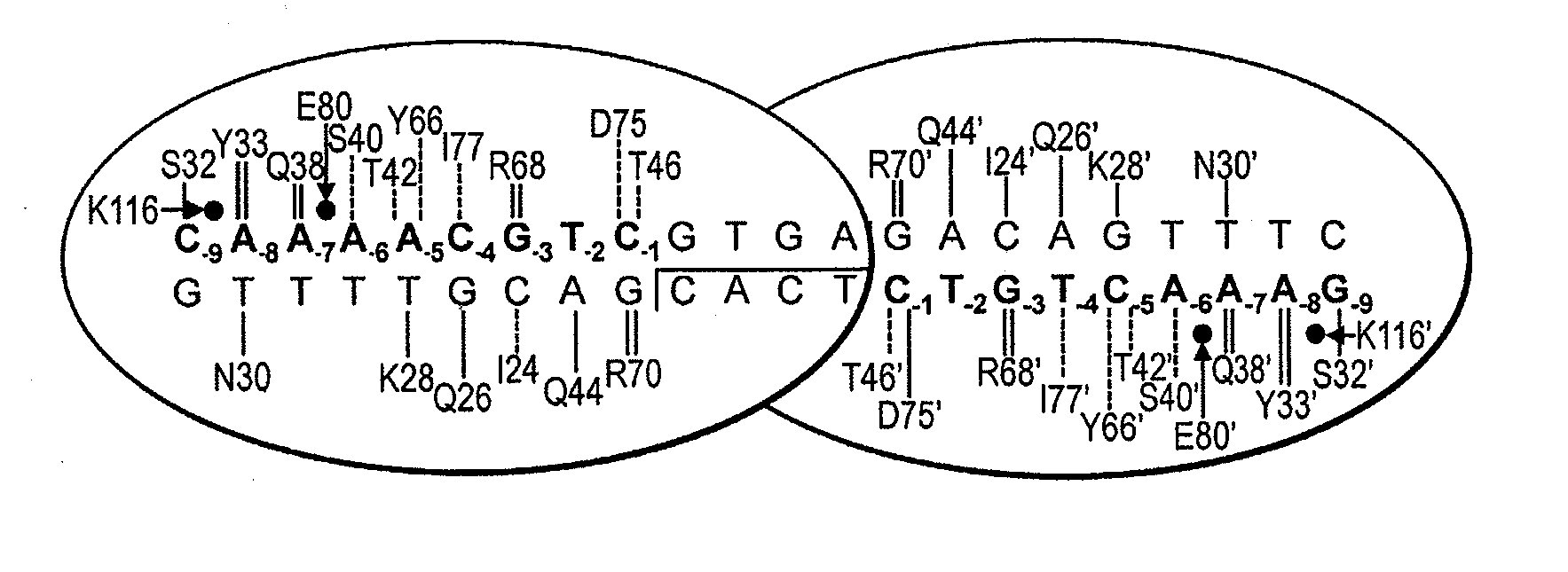 Fusion molecules of rationally-designed dna-binding proteins and effector domains