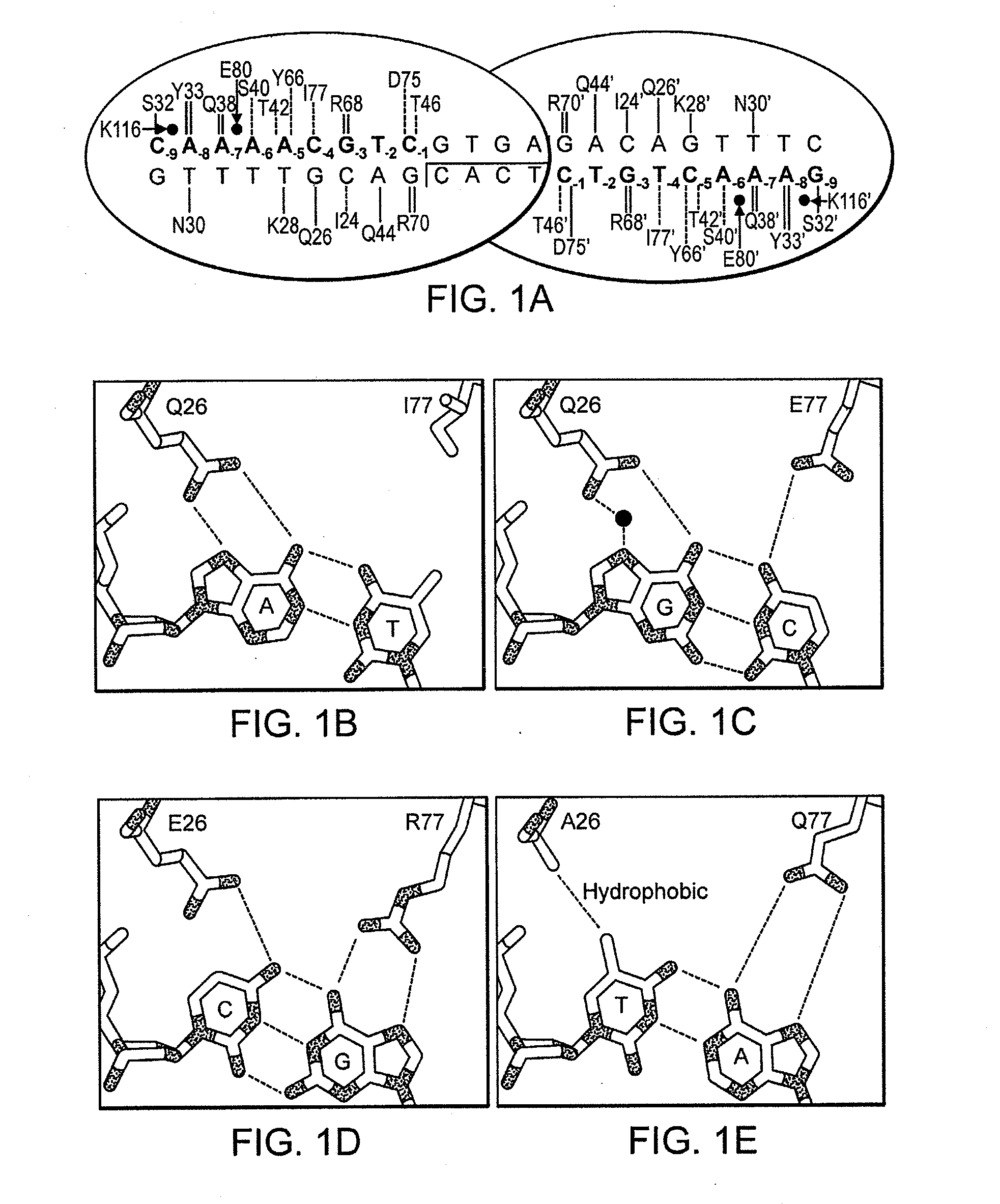 Fusion molecules of rationally-designed dna-binding proteins and effector domains