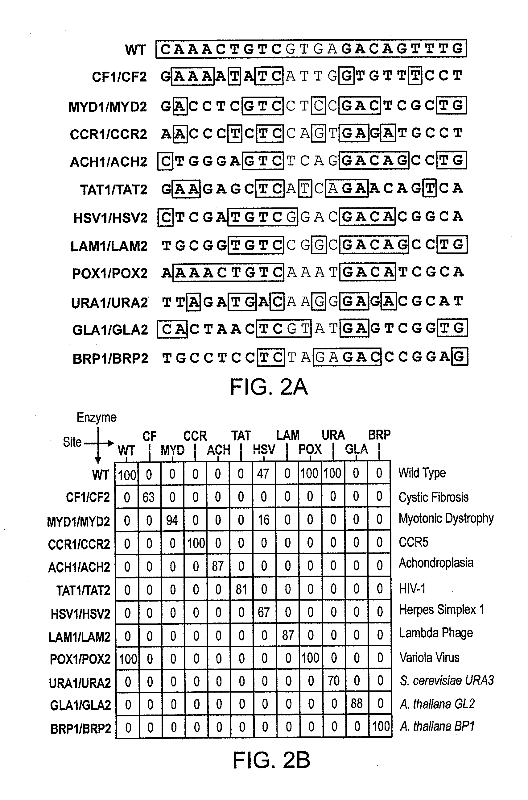 Fusion molecules of rationally-designed dna-binding proteins and effector domains