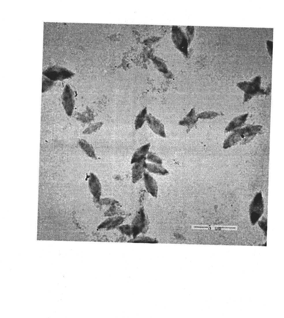 Micelle based on non-linear polyethylene glycol-polylactic acid block copolymer and preparation method thereof