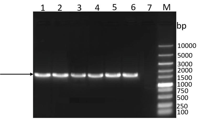 Chicken Infectious Anemia Virus Genetic Engineering Vaccine