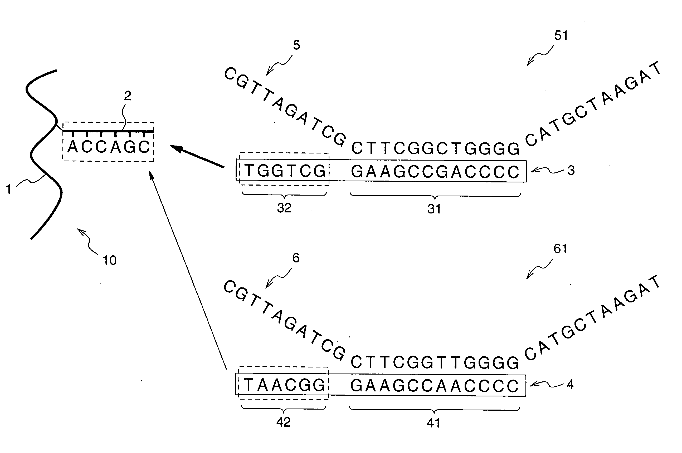 DNA separation device, DNA separation method, and ligand DNA