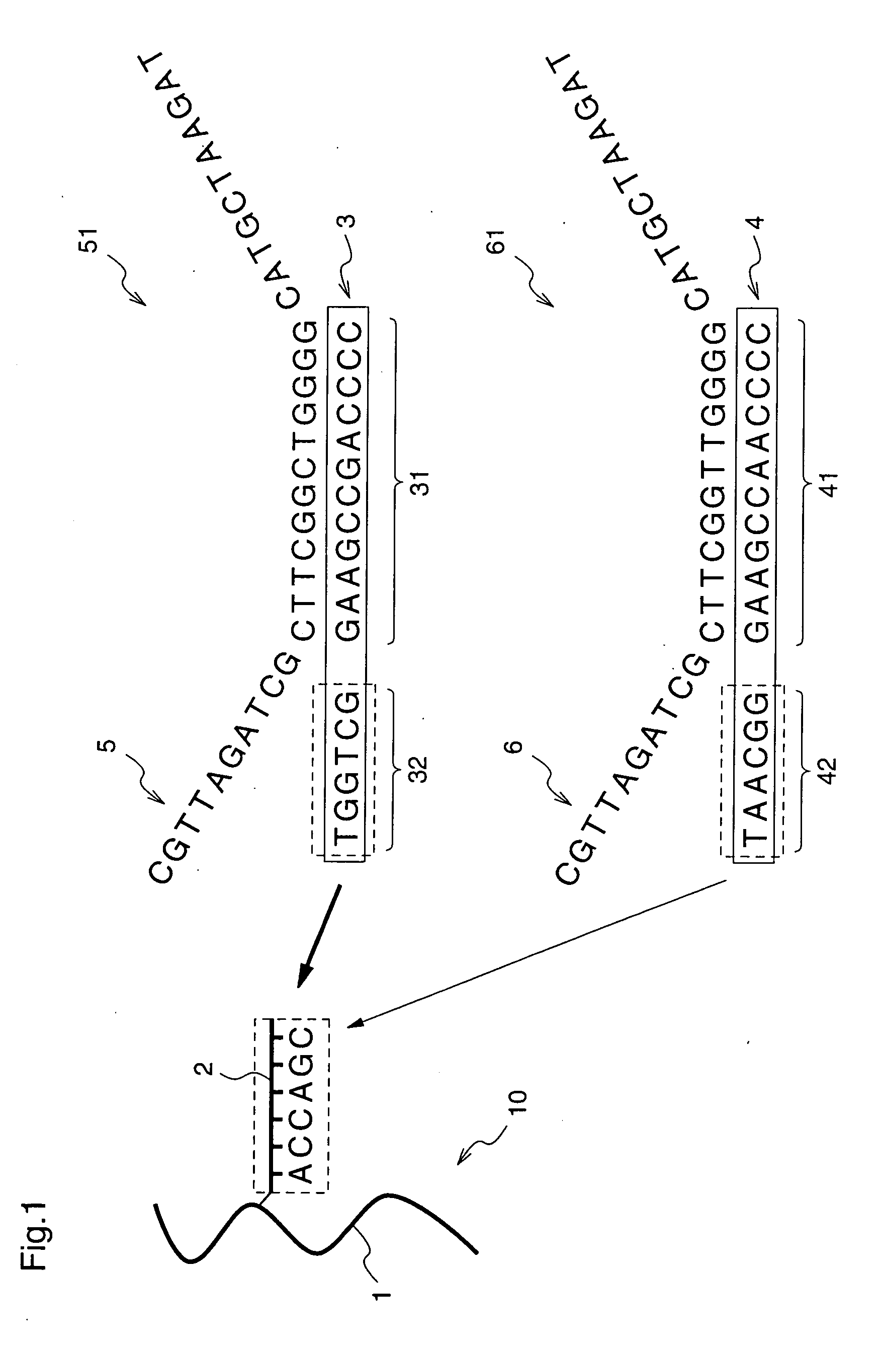 DNA separation device, DNA separation method, and ligand DNA