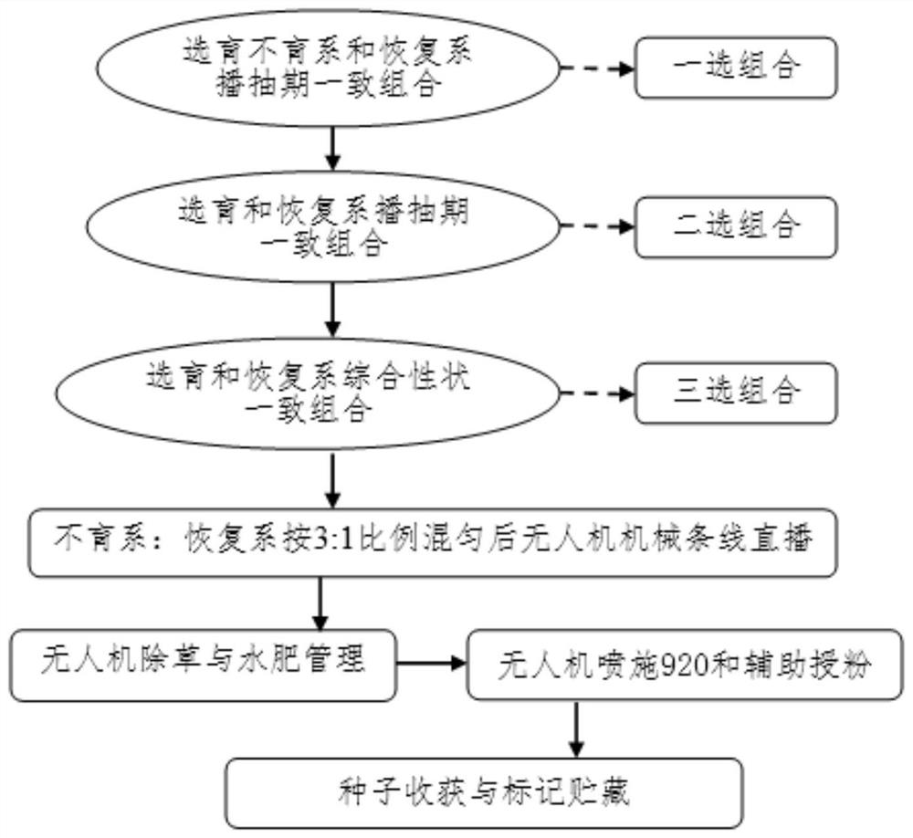 Mechanized seed production method for hybrid rice