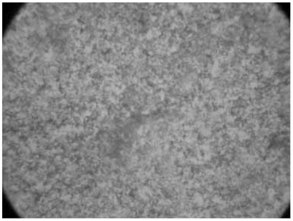 Sinorhizobium meliloti and application thereof