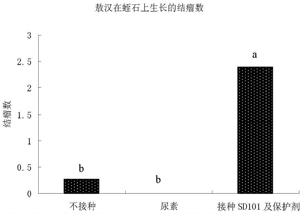 Sinorhizobium meliloti and application thereof