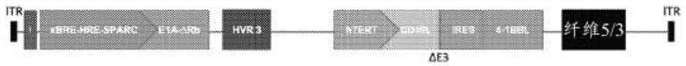 Oncolytic adenoviral vector and methods of use