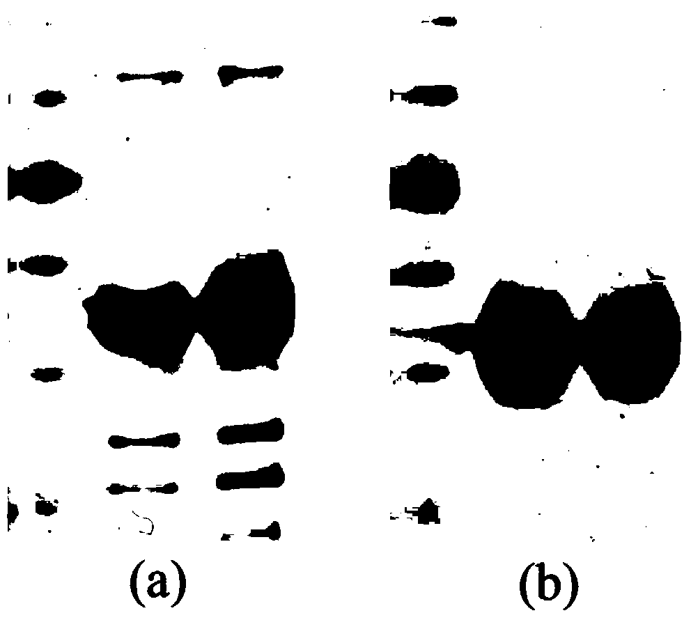 Rice Rubisco large-subunit antigen epitope, large-subunit antibody and applications of antibody