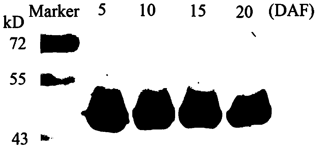 Rice Rubisco large-subunit antigen epitope, large-subunit antibody and applications of antibody