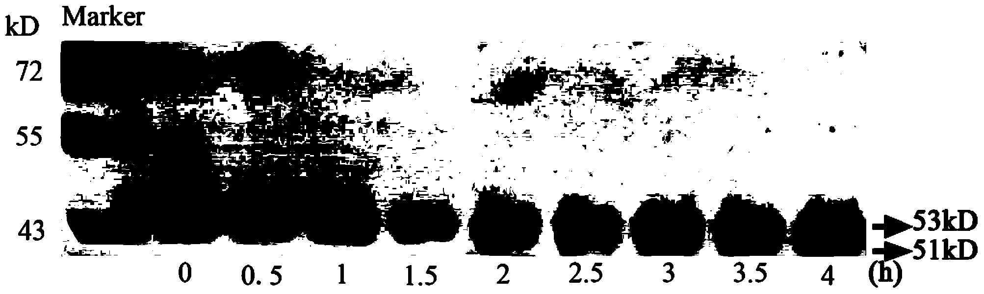 Rice Rubisco large-subunit antigen epitope, large-subunit antibody and applications of antibody