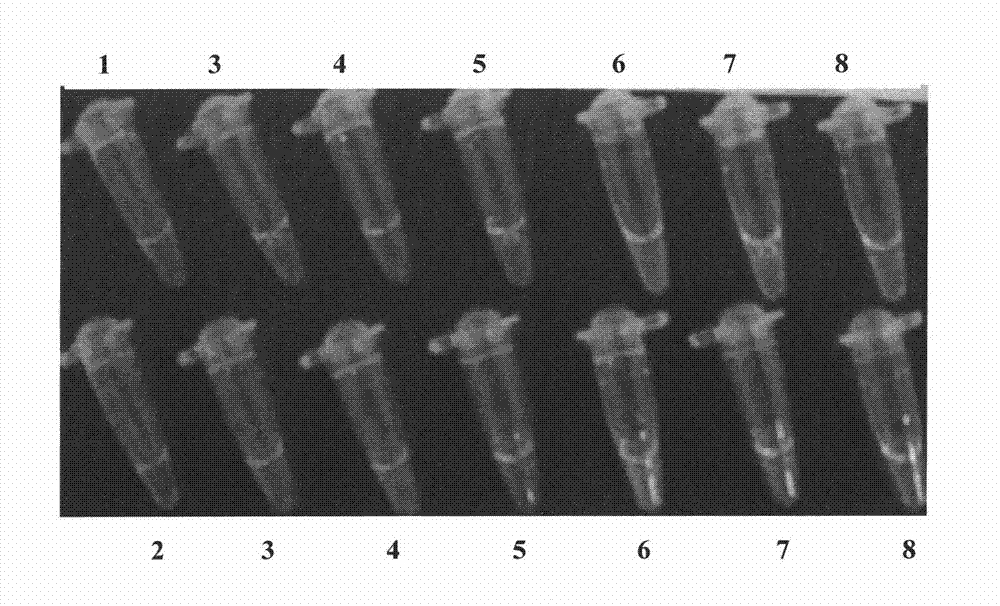 Primer group for testing Roundup Ready transgenic soy bean EPSPS gene, rapid diagnosis kit and testing method thereof