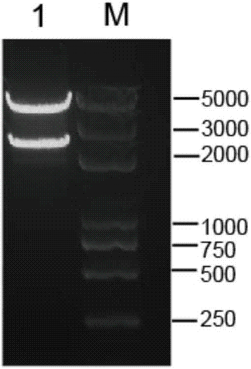 Application of Chlamydomonas reinhardtii g3280.t2 gene for regulating and controlling cadmium tolerance of Chlamydomonas reinhardtii